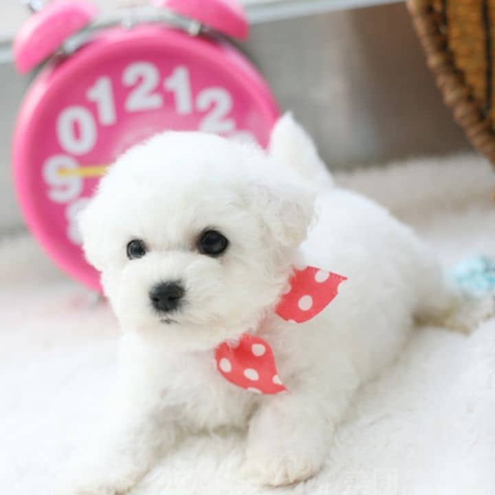 如何辨别猫咪有哪些病:宠物护理人员的实用指南