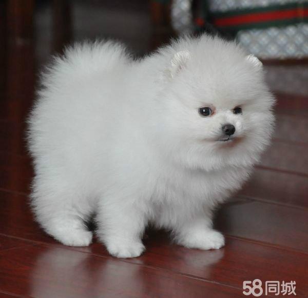 怎么看出狗狗有狂犬病?