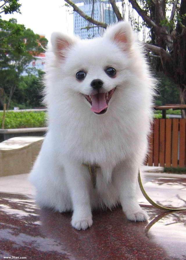 狗狗交配好吗：深入了解狗狗的交配事宜